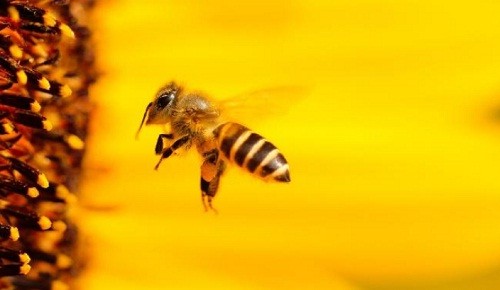 В Нидерландах медоносных пчел научили распознавать коронавирус SARS-CoV-2